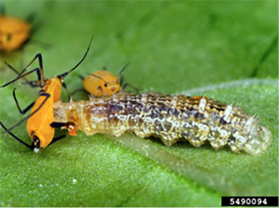 Fig. 21: Photograph of a syrphid fly larva preying on aphids.